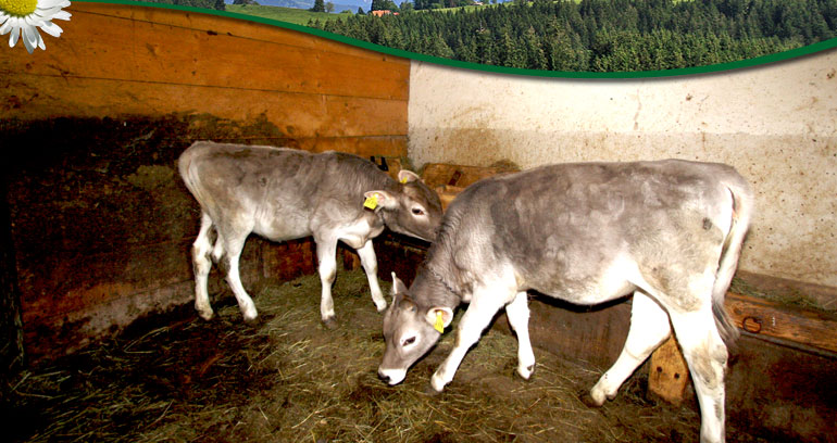 Impressionen vom Ferienhof Blehle in Missen im Allg&auml;u