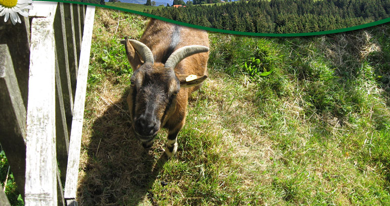 Impressionen vom Ferienhof Blehle in Missen im Allg&auml;u